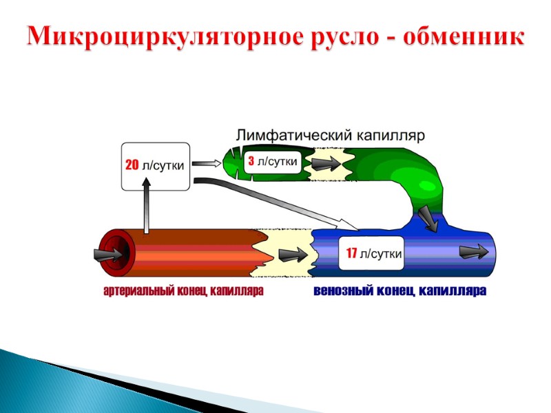 Микроциркуляторное русло - обменник